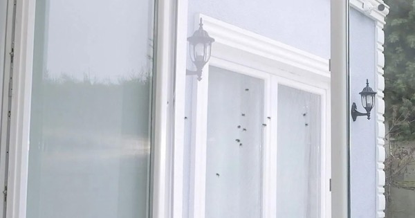 https://www.sabomar.com/Window Fly Screen